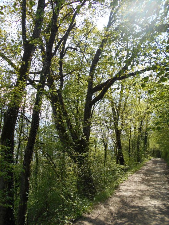 Forêt - Vaulnaveys-Le-Haut